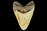 Fossil Megalodon Tooth - North Carolina #124335-2